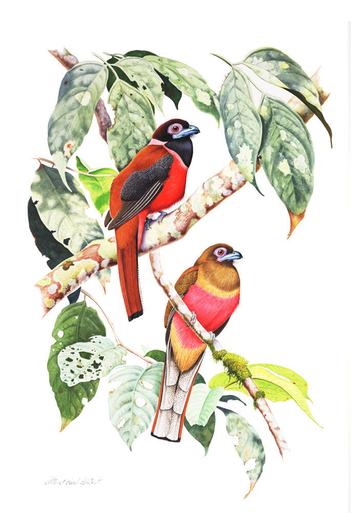 Trogons sample page